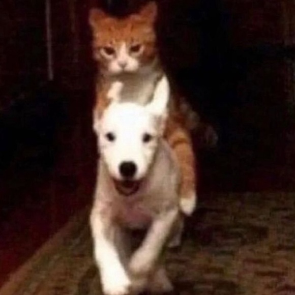 Meet your Posher, Cian - Picture 1 of 1